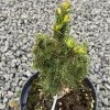 Picea glauca 'Vanilla Ice' - smrk sivý