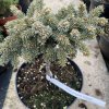 Picea pungens 'Colorado' - smrk pichlavý