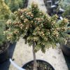 Picea abies 'Spring Fire' kmínek - smrk ztepilý