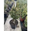 Picea abies 'St. James' - smrk ztepilý