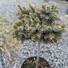 Picea omorika 'Treblitzensis' kmínek - smrk Pančičův