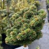 Abies balsamea 'HB2' WB kmínek - jedle balsámova