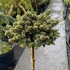 Picea abies 'Holata WB' kmínek - smrk ztepilý