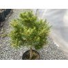 Pinus mugo 'Winzig' kmínek - borovice kleč