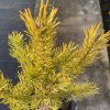 Pinus sylvestris 'Zlatá Bára' - borovice lesní