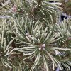 Pinus pseudopumilio 'SŠ Triumf' - borovice blatka