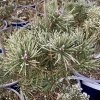 Pinus pseudopumilio 'SŠ Triumf' - borovice blatka