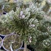 Pinus mugo 'Majela Hans' kmínek - Borovice kleč