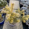 Pinus sylvestris 'Troll Aup' - borovie lesní