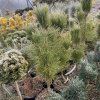 Pinus densiflora 'Fastigiata' - borovice hustokvětá