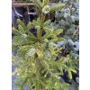 Picea omorika 'Vari' - smrk Pančičův
