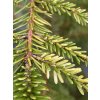 Picea omorika 'Vari' - smrk Pančičův