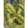 Picea omorika 'Vari' - smrk Pančičův