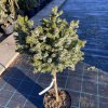 Picea omorika 'Albert' kmínek - smrk Pančičův