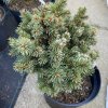 Picea abies 'Poscolimo' - smrk ztepilý