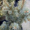 Picea pungens 'Kyle’s Beauty' - smrk pichlavý