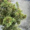 Picea abies 'Vanc zmršený' - smrk ztepilý