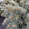 Picea pungens 'Brynek' - smrk pichlavý