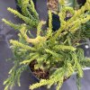 Cryptomeria japonica 'Kyara Gold' - kryptomérie japonská