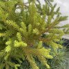 Cryptomeria japonica 'Kamasan' - kryptomérie japonská