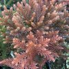 Cryptomeria japonica 'Kamasan' - kryptomérie japonská