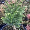 Cryptomeria japonica 'Tomahawk' - kryptomérie japonská