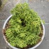 Chamaecyparis obtusa 'Nana Compacta' - cypříšek tupolistý