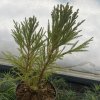 Cryptomeria japonica 'Aritaki' - kryptomérie japonská