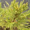 Cryptomeria japonica 'Aritaki' - kryptomérie japonská