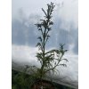 Cryptomeria japonica 'Semi' - kryptomérie japonská