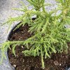Cryptomeria japonica 'Semi' - kryptomérie japonská
