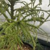 Cryptomeria japonica 'Semi' - kryptomérie japonská