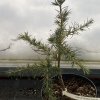 Cedrus 'Seattle Upright' - cedr