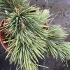 Cedrus libani 'Katere' - cedr libanonský