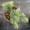Cedrus libani 'Katere' - cedr libanonský