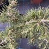 Cedrus libani 'Tenax Broom' - cedr libanonský