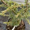 Cedrus atlantica 'Green Wave' - cedr atlaský