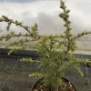 Cedrus atlantica 'Green Wave' - cedr atlaský