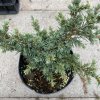 Cedrus libani 'Blue Mountain' - cedr libanonský