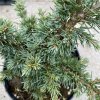 Cedrus libani 'Blue Mountain' - cedr libanonský