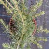 Cedrus libani 'Rockery Gem' - cedr libanonský