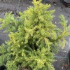 Cryptomeria japonica 'Tarmell Buf' - kryptomérie japonská