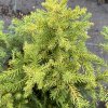 Cryptomeria japonica 'Tarmell Buf' - kryptomérie japonská