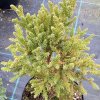 Cryptomeria japonica 'Jindai Liam' - kryptomérie japonská