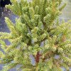 Cryptomeria japonica 'Jindai Liam' - kryptomérie japonská