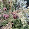 Cryptomeria japonica 'Hungarian Gold' - kryptomérie japonská