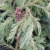 Cryptomeria japonica 'Hungarian Gold' - kryptomérie japonská