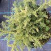Cryptomeria japonica 'Knaptonensis' - kryptomérie japonská