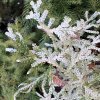 Thujopsis dolabrata 'Krügers Findling' - zeravinec japonský