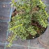 Podocarpus nivalis 'Livingstone' - nohoplod